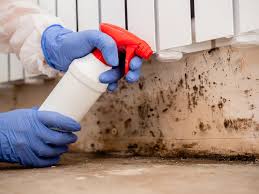 Professional Mold Inspection in Bay Springs, MS